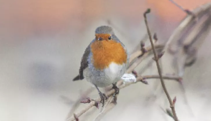 Compost 50l half pallet